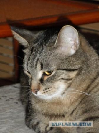 Котовторник - С праздником, котоводы!