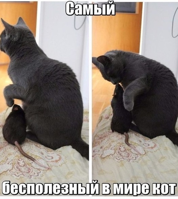 Немного милоты