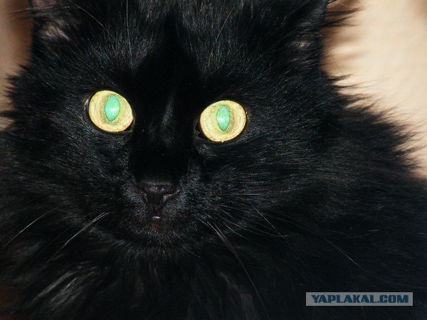 Первый котовторник июля