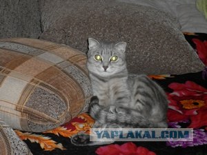 Котовторник! 11.10.11