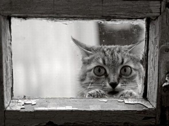 Котовторник (начало в супермаркете!)