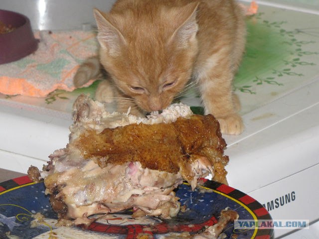 Котовторник (21.02.2012)