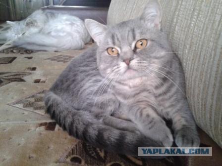Котовторник  от 3.04.2012