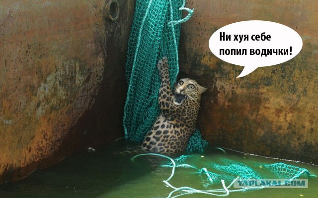 Спасение "мокрой киски"