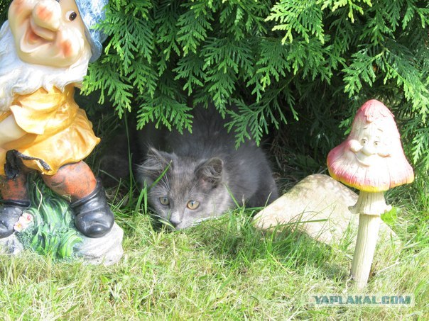Котовторник  14.08.2012.