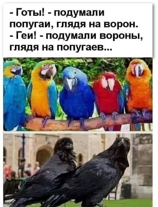 Шли по полю алкаши, или покорми меня гвоздиками, девочка с крыжовником