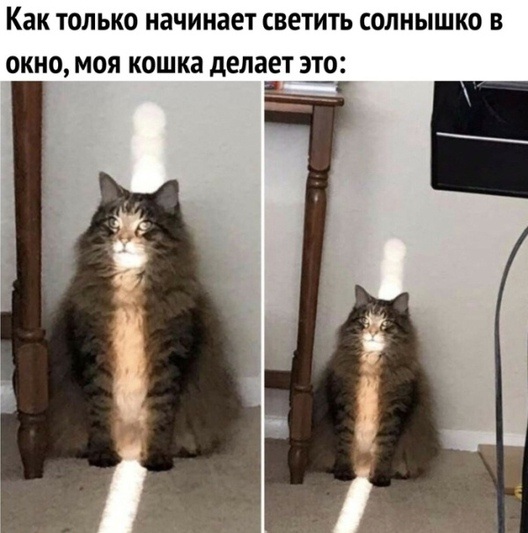 Забавные шутки, картинки и фразы из этих ваших интернетов
