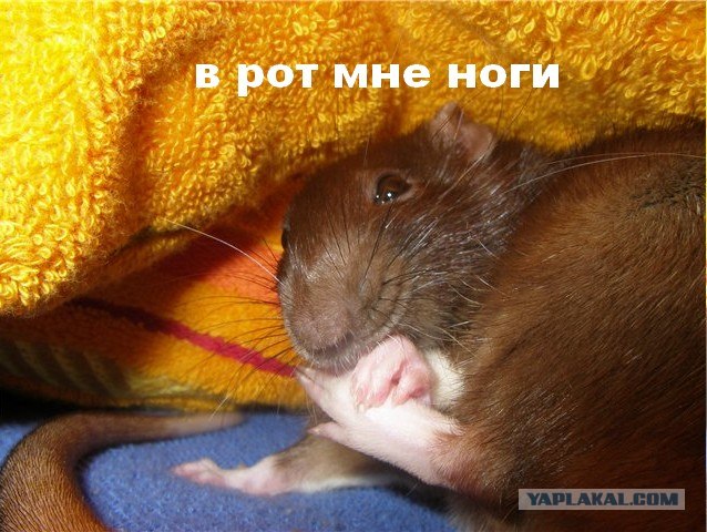 Фотожаба: В рот мне ноги!