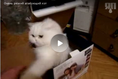 Очень резкий атакующий кот