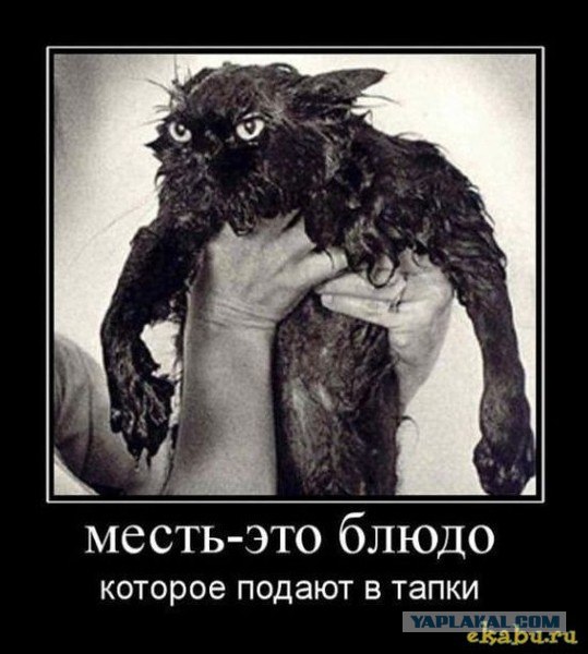 Кот моется