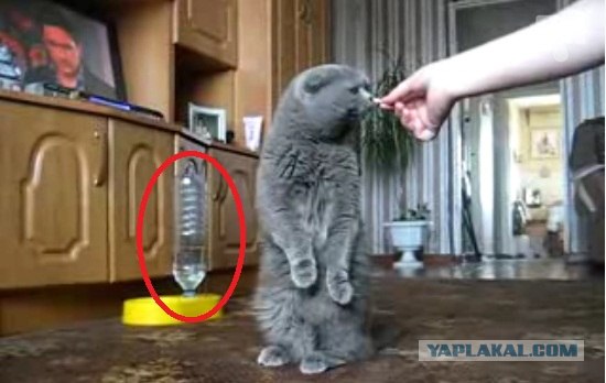 Дрессированный кот