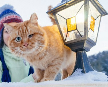 Рыжий кот оренбург