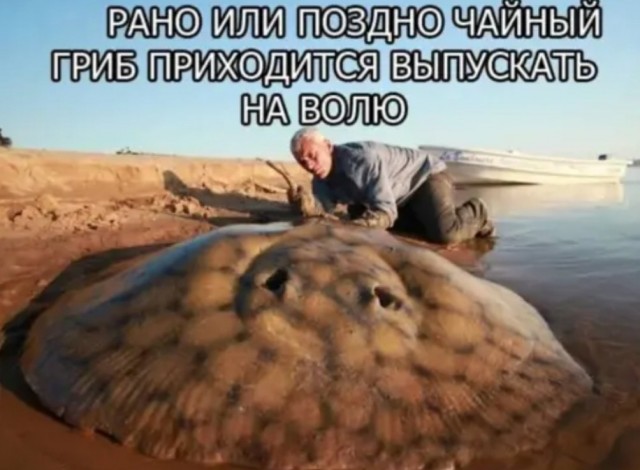 Картинки и мемы - "Жить, как говорится, хорошо..."