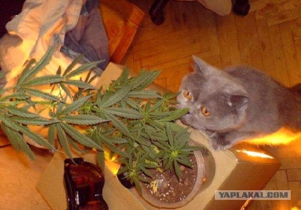 Спайс бойз