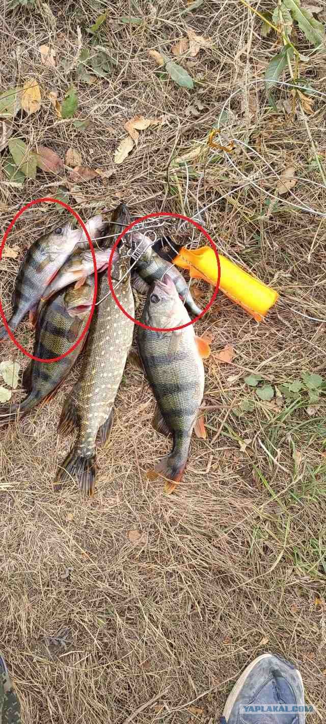 Везение рыбалка