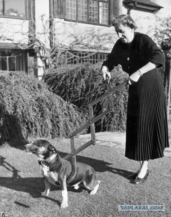 Подарок другу на ДР. Переносилка для котов