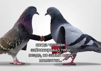 Голубиная почта