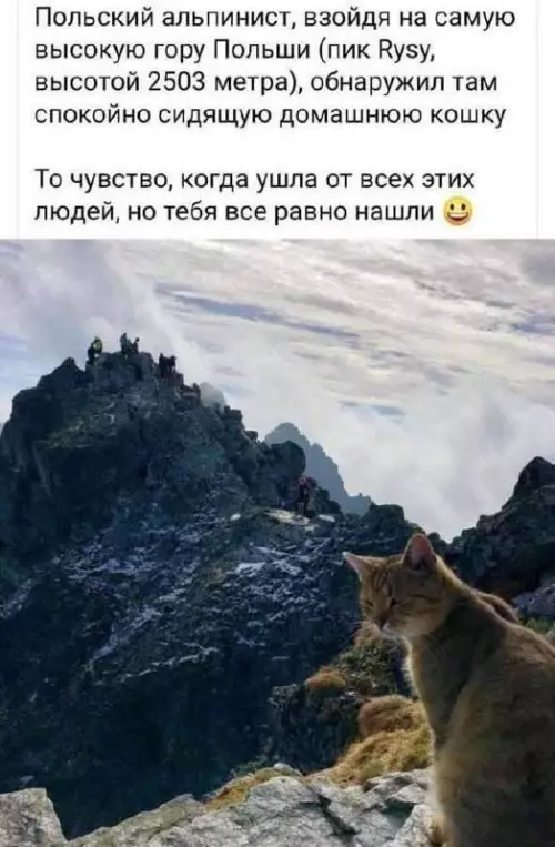 К котовторнику: подборка картинок-баянов с котиками и про котиков. Выпуск 31.