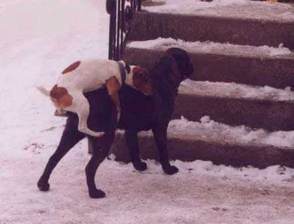 Счастливая невеста