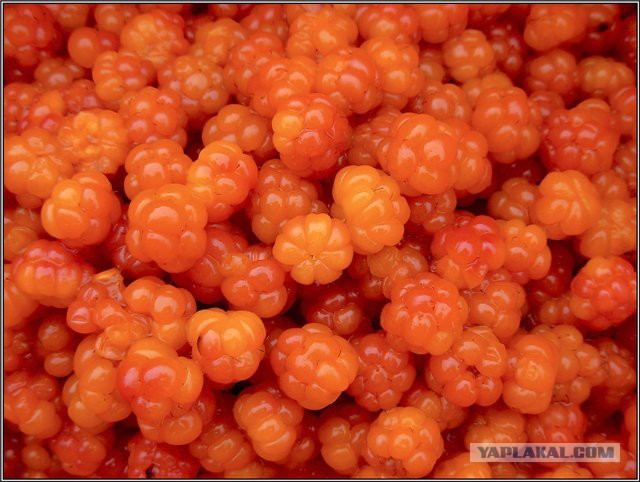 Самые вкусные фрукты