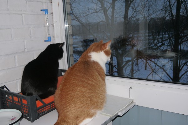 Котовторник   31.12.  2013