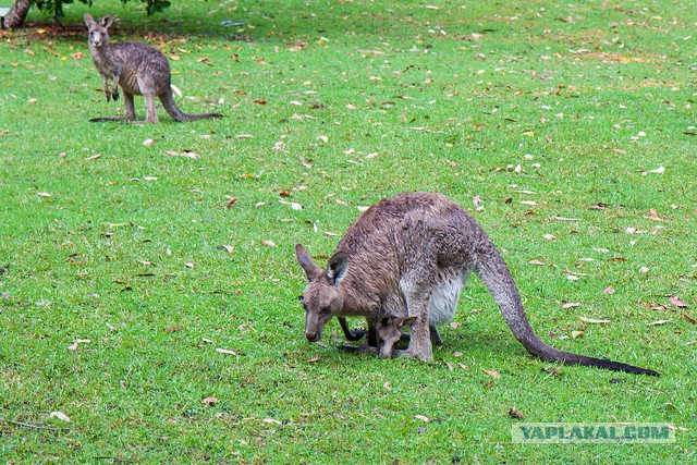 Австралия: Сидней и его окрестности