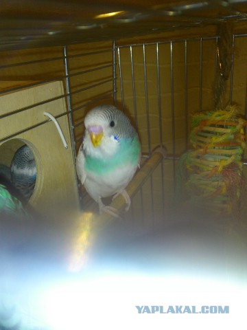 Как я попуганов размножала