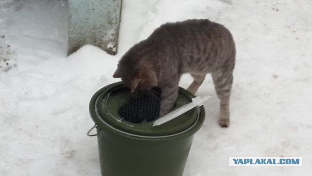 Кошачий Hardcore