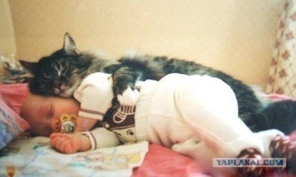 Котята тоже могут спать где угодно!