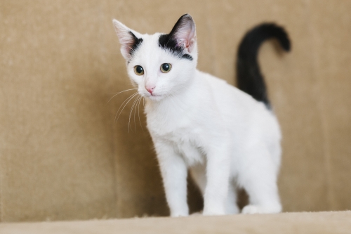 Дома лучше!