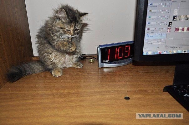 Котовторник 11.08.2015