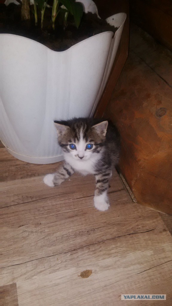 Котовторник