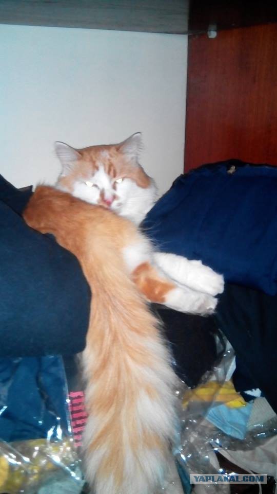 Котовторник 03.11.2015