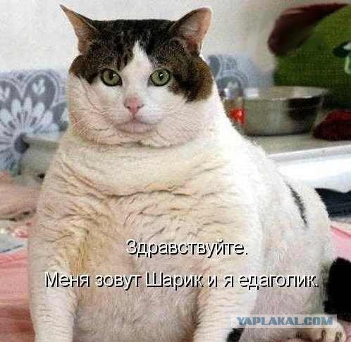 Котики - 3