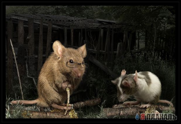 ГРЫЗУНЫ. Мыши, крысы, хомячки и т.д.