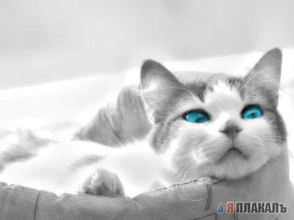 Коты, кошки, котята