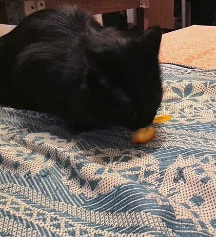 Что любят кушать кошки?
