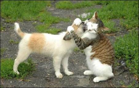 Коты, кошки, котята
