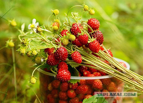 Клубничная страсть
