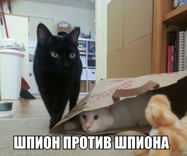 Разные картинки из сети