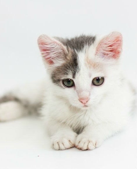 Коты из сети