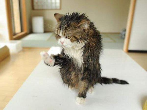 Коты из сети