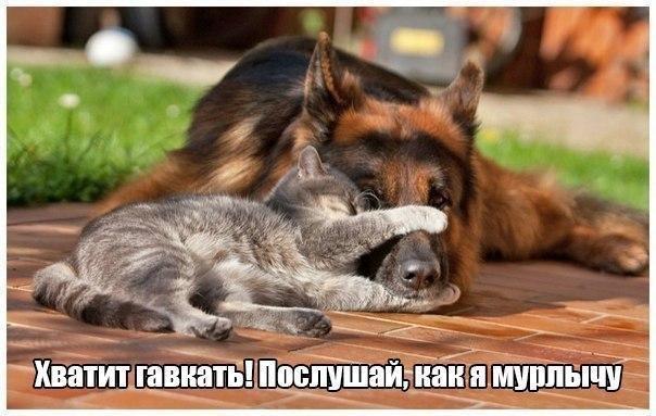 Коты и Кошки