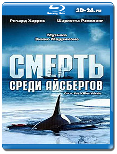 В Магадане косатки атакуют кита