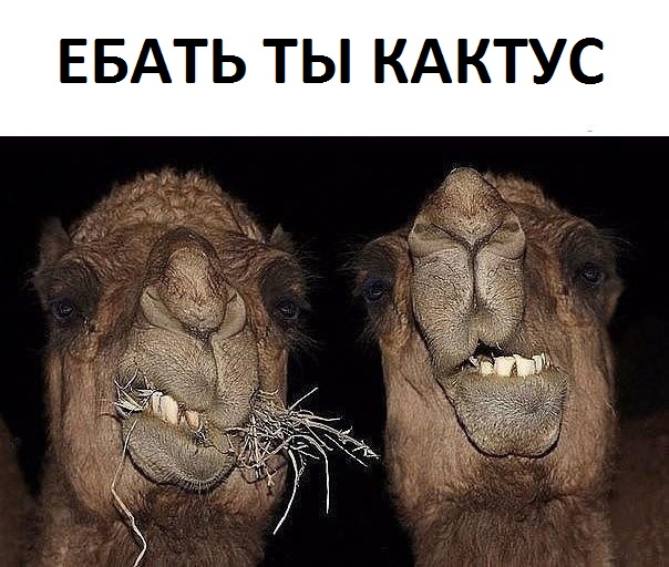 Специфический юмор