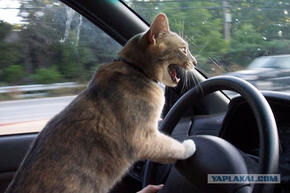 Котовторник! 08.11.11