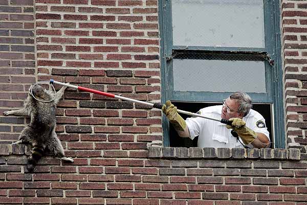 Как приманить енотов для фотосессии?