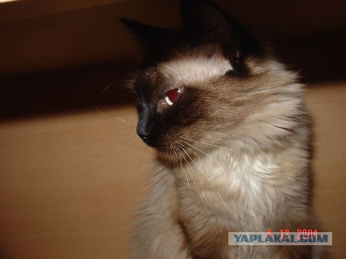Котовторник 31.07.2012 г.