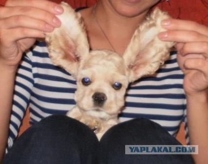 Собакочетверг