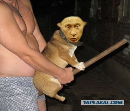 Собака на метле